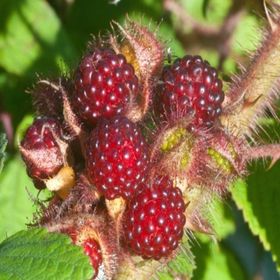Tüplü Tatlı Wineberry Japon Böğürtleni Şarap Ahududu Fidanı