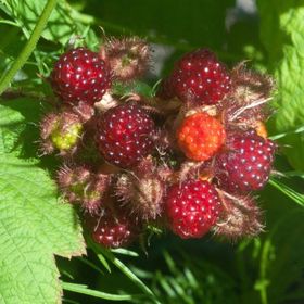 Tüplü Tatlı Wineberry Japon Böğürtleni Şarap Ahududu Fidanı