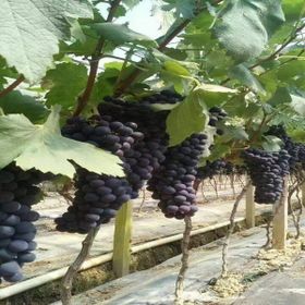 Tüplü Tekirdağ Çekirdeksizi Üzüm(Bağ-Asma) Fidanı