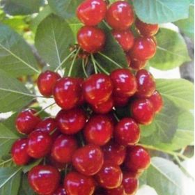 Tüplü Vişne Kiraz Aromalı Vişnap Fidanı