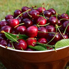 Tüplü Vişne Kiraz Aromalı Vişnap Fidanı