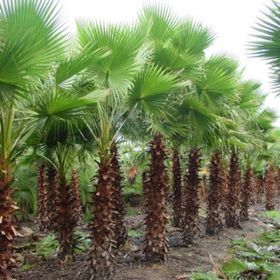 Tüplü Washingtonia robusto Palmiye Ağacı Fidanı