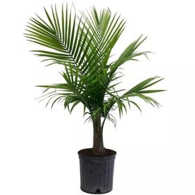 Tüplü Washingtonia robusto Palmiye Ağacı Fidanı