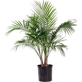 Tüplü Washingtonia robusto Palmiye Ağacı Fidanı