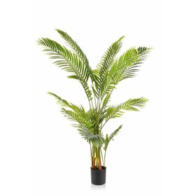Tüplü Washingtonia robusto Palmiye Ağacı Fidanı