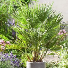 Tüplü Washingtonia robusto Palmiye Ağacı Fidanı