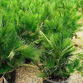 Tüplü Washingtonia robusto Palmiye Ağacı Fidanı
