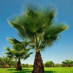 Tüplü Washingtonia robusto Palmiye Ağacı Fidanı
