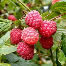 Tüplü Willamette Kokulu Ahududu Fidanı