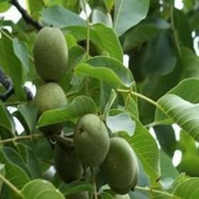 Tüplü Yalova 1 Adet Ceviz Fidanı