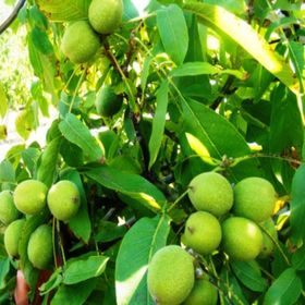 Tüplü Yalova 1 Adet Ceviz Fidanı