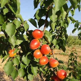 Tüplü Yarı Bodur Aldeniz Kayısı Fidanı