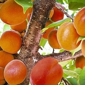 Tüplü Yarı Bodur Aldeniz Kayısı Fidanı