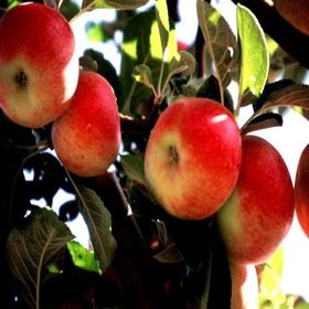 Tüplü Yarı Bodur Amasya Misketi Elma Fidanı