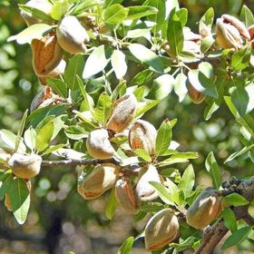 Tüplü Yarı Bodur Amerikan Nonpareil(nomperyal) El Bademi Fidanı