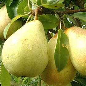 Tüplü Yarı Bodur Bahribey Armut Fidanı