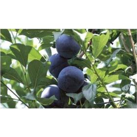 Tüplü Yarı Bodur Black Star Erik Fidanı