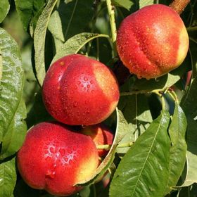 Tüplü Yarı Bodur Caldesi Nektarin Fidanı
