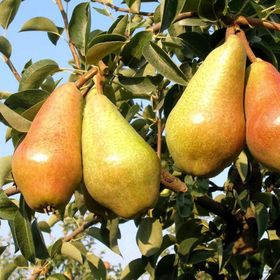 Tüplü Yarı Bodur Carmen Armut Fidanı