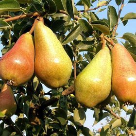 Tüplü Yarı Bodur Carmen Armut Fidanı