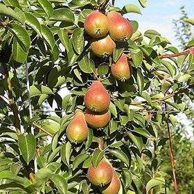 Tüplü Yarı Bodur Carmen Armut Fidanı