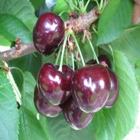 Tüplü Yarı Bodur Celeste Kiraz Fidanı