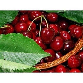 Tüplü Yarı Bodur Celeste Kiraz Fidanı
