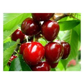 Tüplü Yarı Bodur Celeste Kiraz Fidanı