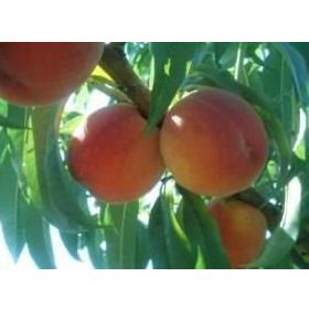 Tüplü Yarı Bodur Cresthaven Şeftali Fidanı