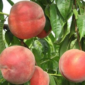 Tüplü Yarı Bodur Cresthaven Şeftali Fidanı