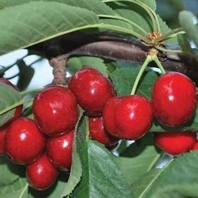 Tüplü Yarı Bodur Early Burlat Kiraz Fidanı