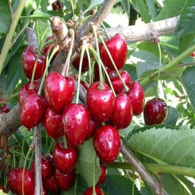 Tüplü Yarı Bodur Early Burlat Kiraz Fidanı