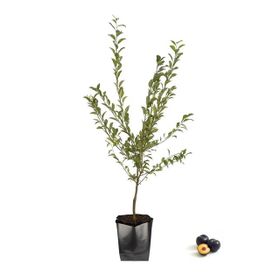 Tüplü Yarı Bodur Friar Erik Fidanı