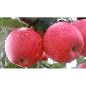 Tüplü Yarı Bodur Fuji Elma Fidanı
