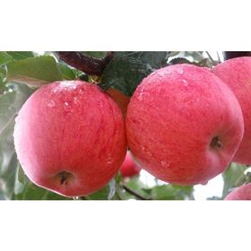 Tüplü Yarı Bodur Fuji Elma Fidanı
