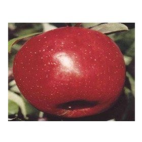 Tüplü Yarı Bodur Fuji Elma Fidanı
