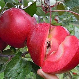 Tüplü Yarı Bodur İçi Dışı Kırmızı Elma Fidanı