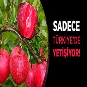 Tüplü Yarı Bodur İçi Dışı Kırmızı Elma Fidanı