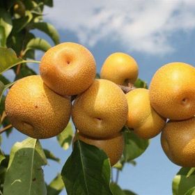 Tüplü Yarı Bodur Japon Armudu Fidanı