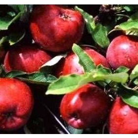 Tüplü Yarı Bodur Joremini Elma Fidanı