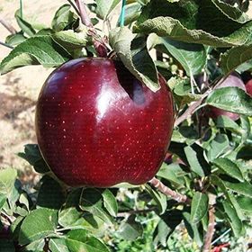 Tüplü Yarı Bodur Joremini Elma Fidanı