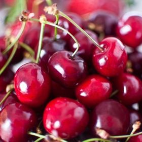 Tüplü Yarı Bodur Kütahya Vişne Fidanı