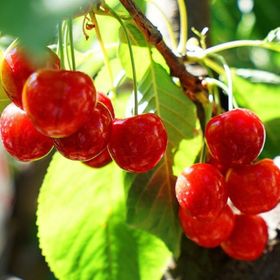 Tüplü Yarı Bodur Lapins Kiraz Fidanı