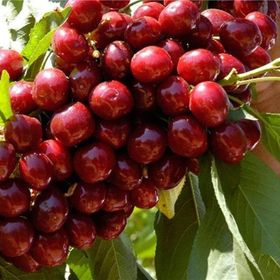 Tüplü Yarı Bodur Lapins Kiraz Fidanı