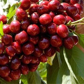 Tüplü Yarı Bodur Lapins Kiraz Fidanı