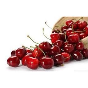 Tüplü Yarı Bodur Lorry Bloom Kiraz Fidanı