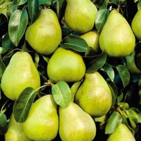 Tüplü Yarı Bodur Margarit Marillat(Kieffer) Armut Fidanı