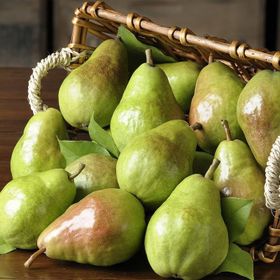 Tüplü Yarı Bodur Margarit Marillat(Kieffer) Armut Fidanı