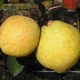 Tüplü Yarı Bodur Margarit Marillat(Kieffer) Armut Fidanı