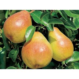 Tüplü Yarı Bodur Margarit Marillat(Kieffer) Armut Fidanı